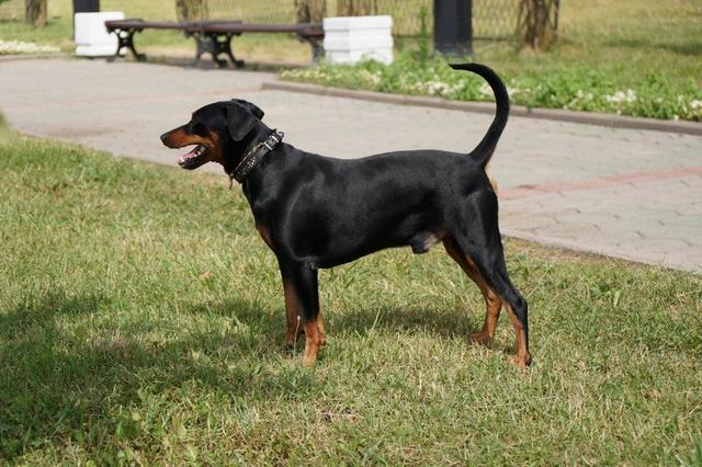 https://images.dog.ceo/breeds/pinscher/Coffee_Soul_Bari016.jpg