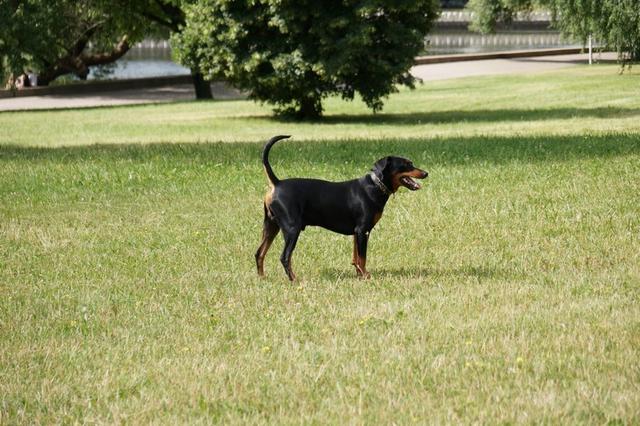 https://images.dog.ceo/breeds/pinscher/Coffee_Soul_Bari017.jpg