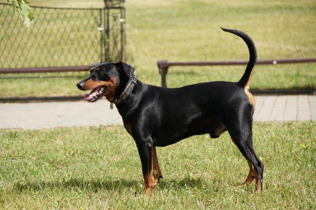 https://images.dog.ceo/breeds/pinscher/Coffee_Soul_Bari018.jpg