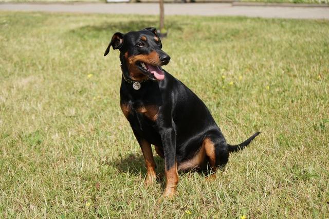 https://images.dog.ceo/breeds/pinscher/Coffee_Soul_Bari019.jpg