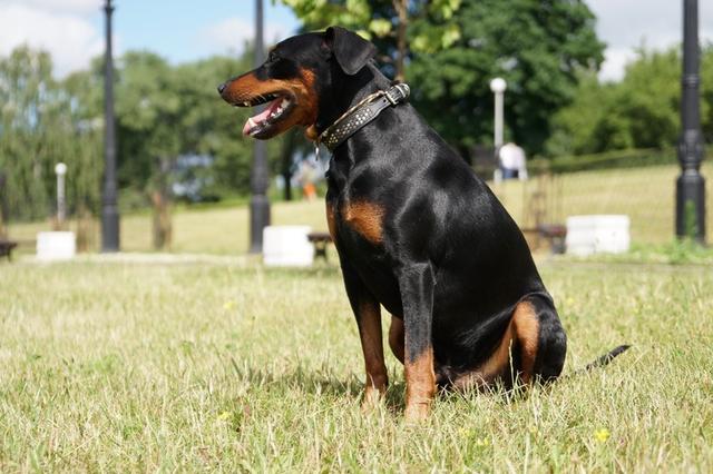 https://images.dog.ceo/breeds/pinscher/Coffee_Soul_Bari020.jpg