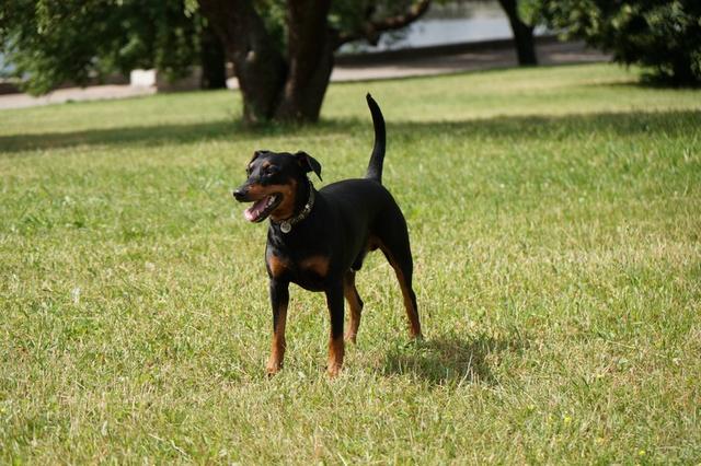 https://images.dog.ceo/breeds/pinscher/Coffee_Soul_Bari021.jpg