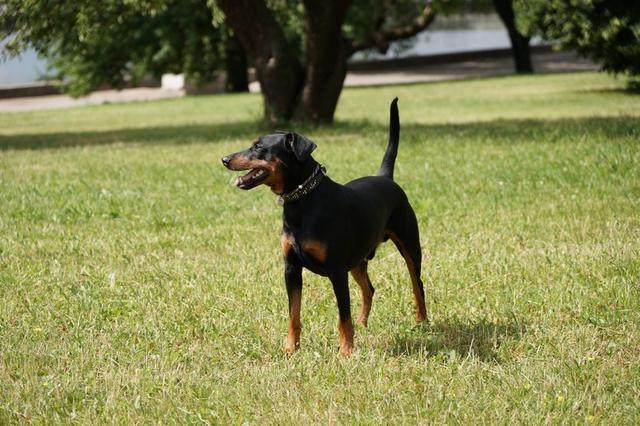 https://images.dog.ceo/breeds/pinscher/Coffee_Soul_Bari022.jpg