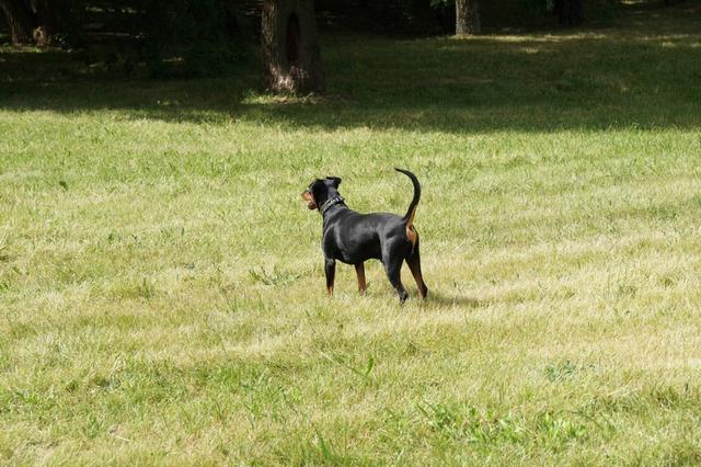 https://images.dog.ceo/breeds/pinscher/Coffee_Soul_Bari023.jpg