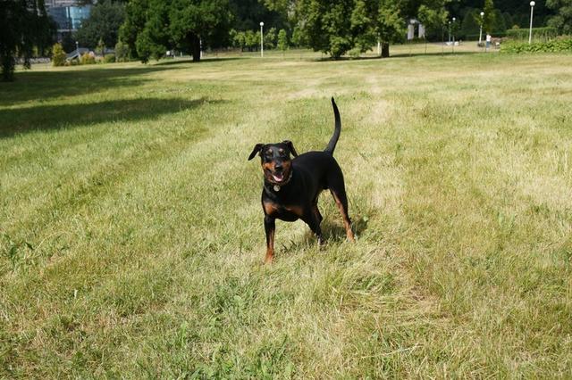 https://images.dog.ceo/breeds/pinscher/Coffee_Soul_Bari024.jpg