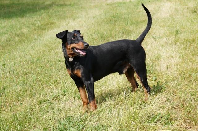 https://images.dog.ceo/breeds/pinscher/Coffee_Soul_Bari025.jpg