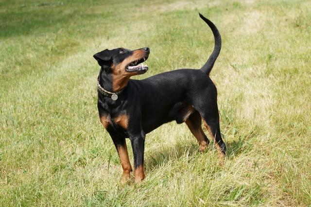 https://images.dog.ceo/breeds/pinscher/Coffee_Soul_Bari026.jpg