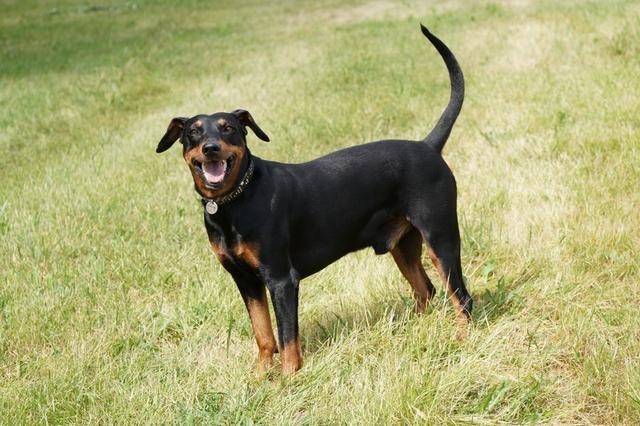 https://images.dog.ceo/breeds/pinscher/Coffee_Soul_Bari027.jpg