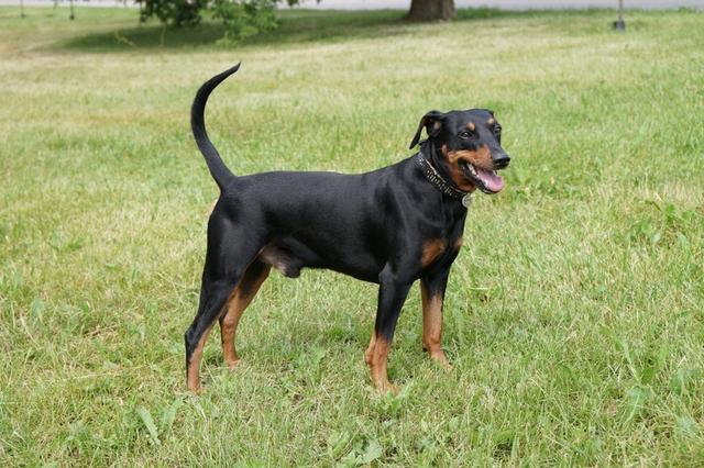 https://images.dog.ceo/breeds/pinscher/Coffee_Soul_Bari028.jpg