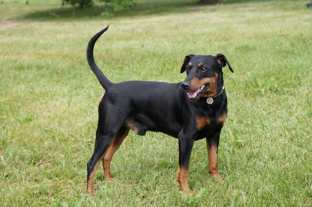 https://images.dog.ceo/breeds/pinscher/Coffee_Soul_Bari029.jpg