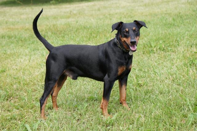 https://images.dog.ceo/breeds/pinscher/Coffee_Soul_Bari030.jpg