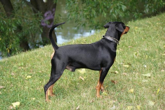 https://images.dog.ceo/breeds/pinscher/Coffee_Soul_Bari031.jpg