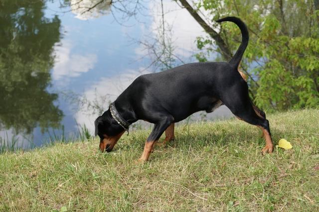 https://images.dog.ceo/breeds/pinscher/Coffee_Soul_Bari032.jpg