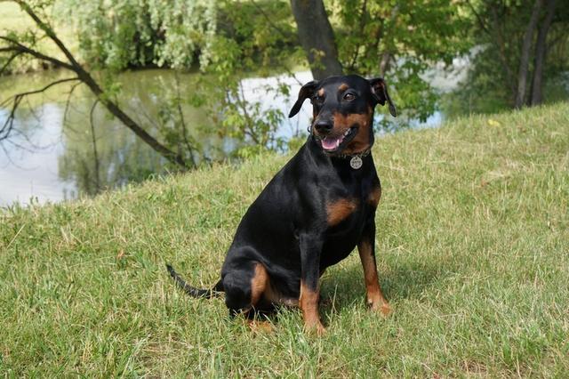 https://images.dog.ceo/breeds/pinscher/Coffee_Soul_Bari033.jpg