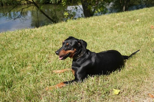 https://images.dog.ceo/breeds/pinscher/Coffee_Soul_Bari034.jpg