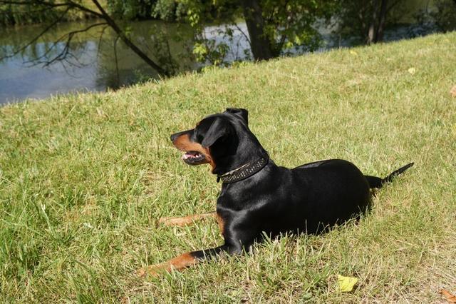 https://images.dog.ceo/breeds/pinscher/Coffee_Soul_Bari035.jpg