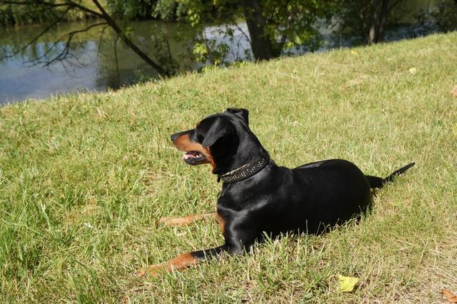 https://images.dog.ceo/breeds/pinscher/Coffee_Soul_Bari038.jpg