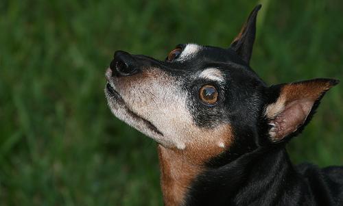 https://images.dog.ceo/breeds/pinscher-miniature/n02107312_105.jpg