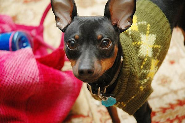 https://images.dog.ceo/breeds/pinscher-miniature/n02107312_1154.jpg