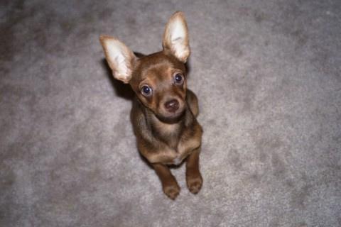 https://images.dog.ceo/breeds/pinscher-miniature/n02107312_1207.jpg