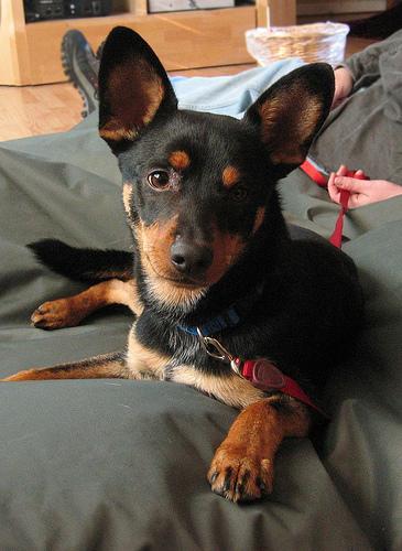 https://images.dog.ceo/breeds/pinscher-miniature/n02107312_1233.jpg