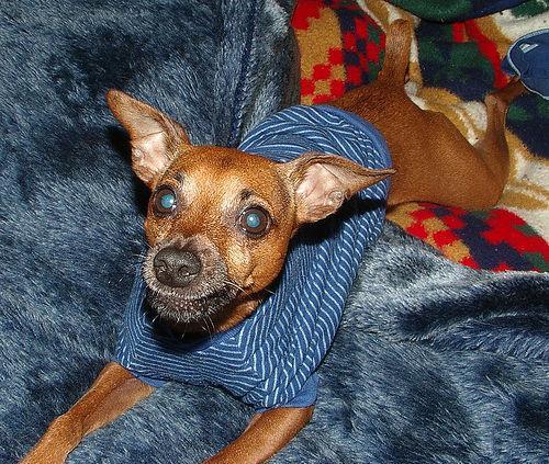 https://images.dog.ceo/breeds/pinscher-miniature/n02107312_1316.jpg