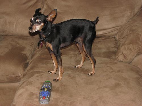 https://images.dog.ceo/breeds/pinscher-miniature/n02107312_1586.jpg