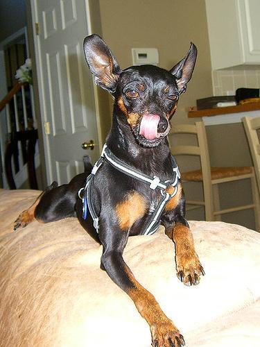 https://images.dog.ceo/breeds/pinscher-miniature/n02107312_1590.jpg