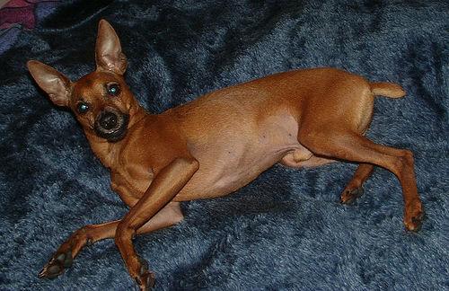 https://images.dog.ceo/breeds/pinscher-miniature/n02107312_1608.jpg