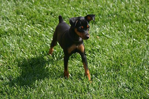 https://images.dog.ceo/breeds/pinscher-miniature/n02107312_1716.jpg