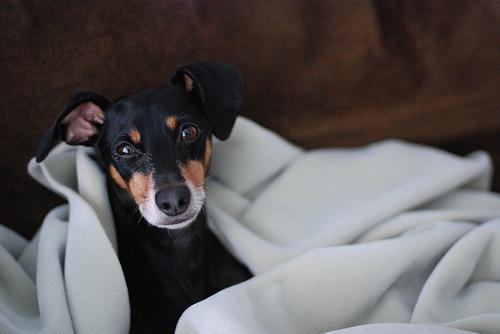 https://images.dog.ceo/breeds/pinscher-miniature/n02107312_1794.jpg