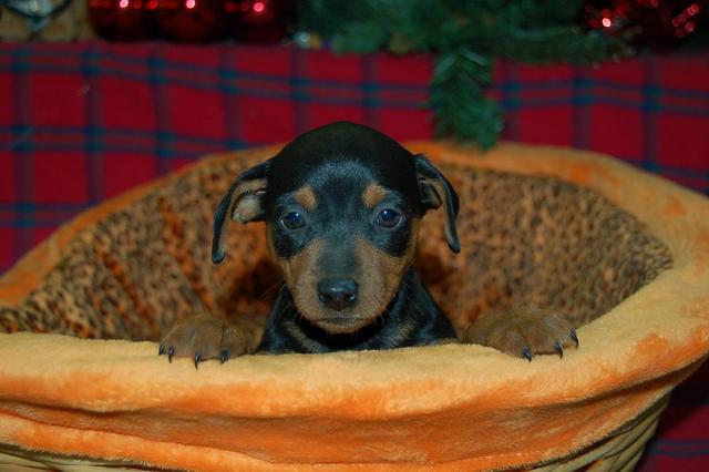 https://images.dog.ceo/breeds/pinscher-miniature/n02107312_1803.jpg