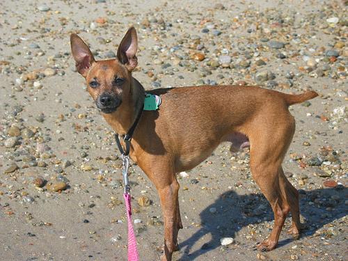 https://images.dog.ceo/breeds/pinscher-miniature/n02107312_1842.jpg