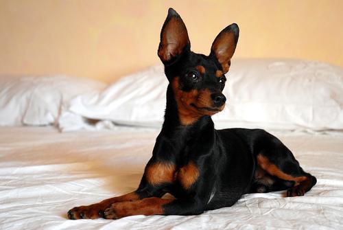 https://images.dog.ceo/breeds/pinscher-miniature/n02107312_1885.jpg