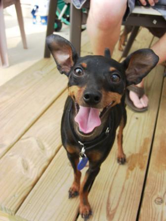 https://images.dog.ceo/breeds/pinscher-miniature/n02107312_2072.jpg