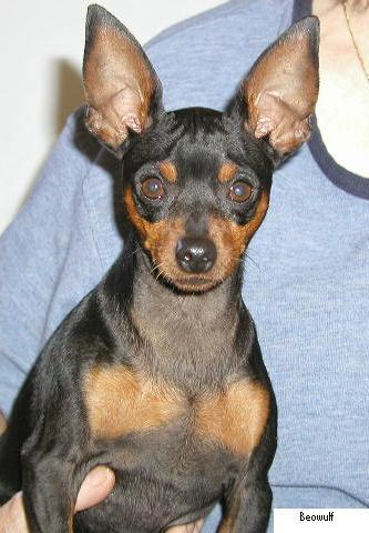 https://images.dog.ceo/breeds/pinscher-miniature/n02107312_2453.jpg