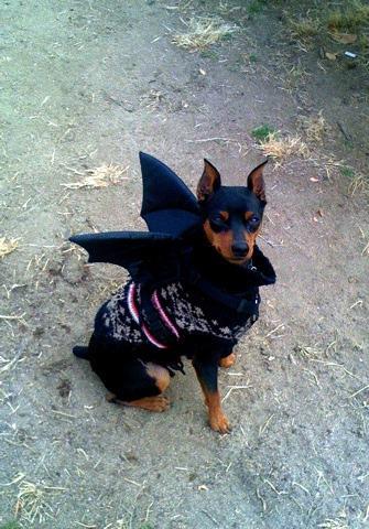 https://images.dog.ceo/breeds/pinscher-miniature/n02107312_2468.jpg