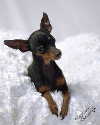 https://images.dog.ceo/breeds/pinscher-miniature/n02107312_2478.jpg