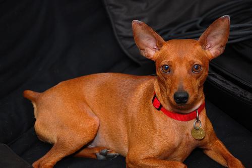 https://images.dog.ceo/breeds/pinscher-miniature/n02107312_2487.jpg