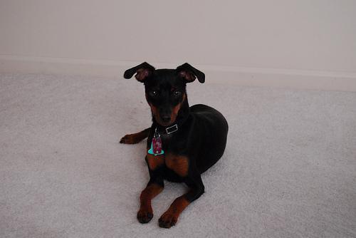 https://images.dog.ceo/breeds/pinscher-miniature/n02107312_254.jpg