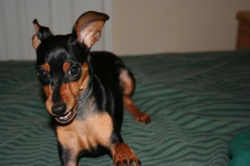 https://images.dog.ceo/breeds/pinscher-miniature/n02107312_27.jpg