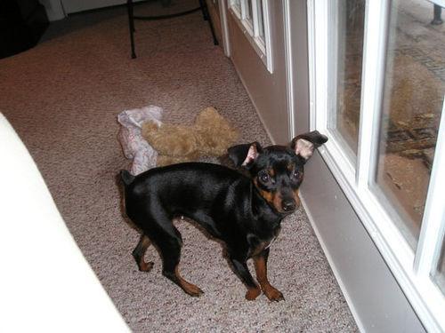 https://images.dog.ceo/breeds/pinscher-miniature/n02107312_2716.jpg