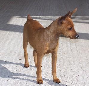 https://images.dog.ceo/breeds/pinscher-miniature/n02107312_281.jpg