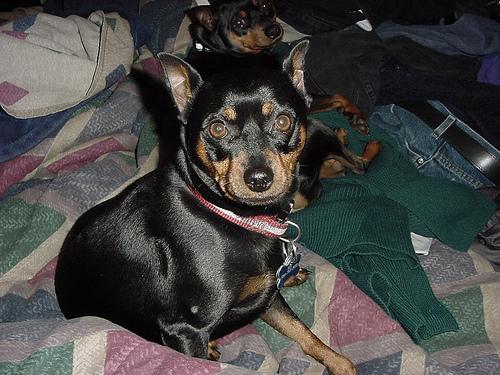 https://images.dog.ceo/breeds/pinscher-miniature/n02107312_2945.jpg