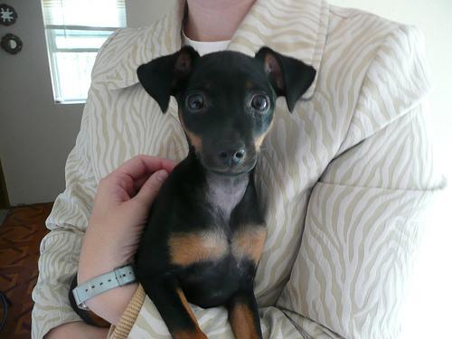 https://images.dog.ceo/breeds/pinscher-miniature/n02107312_3071.jpg