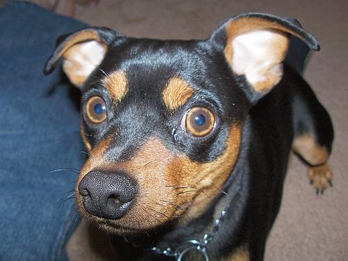 https://images.dog.ceo/breeds/pinscher-miniature/n02107312_3227.jpg