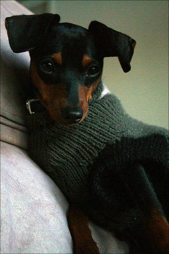 https://images.dog.ceo/breeds/pinscher-miniature/n02107312_33.jpg