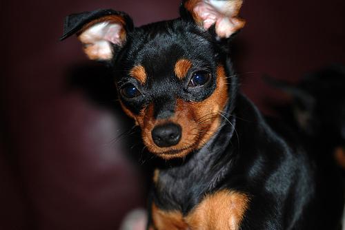 https://images.dog.ceo/breeds/pinscher-miniature/n02107312_3368.jpg