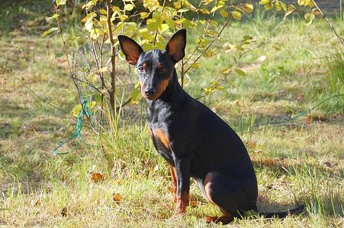 https://images.dog.ceo/breeds/pinscher-miniature/n02107312_3426.jpg