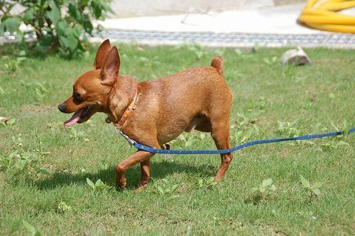 https://images.dog.ceo/breeds/pinscher-miniature/n02107312_3449.jpg